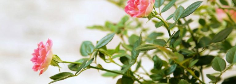 GYN Clinic – Brooklyn, New York – Ob/Gyn – RU486 – 718.875.4848