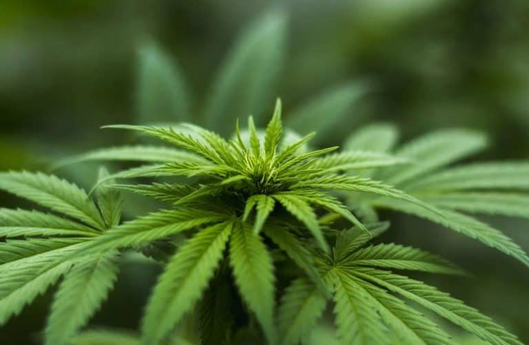 CBD Oil As an Alternative to Conventional Medicine