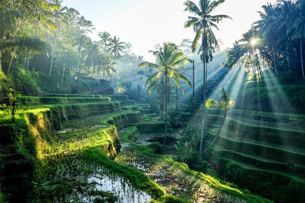 Seven Quick Tips for Choosing Bali yoga retreats in Ubud To Help rejuvenate you