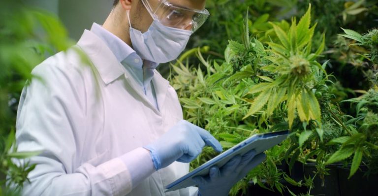 The Technology Behind How CBD Is Made