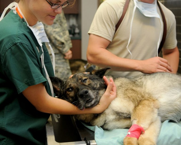 5 Ways Vet Tech Marketplaces Are Innovating Animal Healthcare