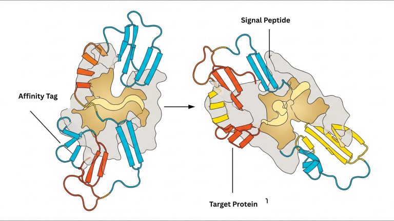 How to Produce High-Quality Recombinant Proteins