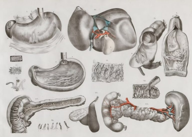 AI and Digital Tools for Enhanced Gastrointestinal Health