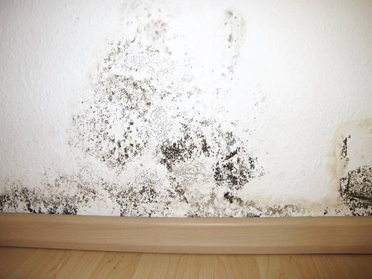 How to Prove a Toxic Mold Exposure Case in San Diego