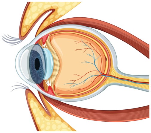 Human eye structure