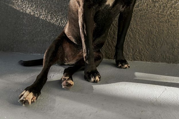 Treating Hip Dysplasia in Dogs: Understanding Your Options