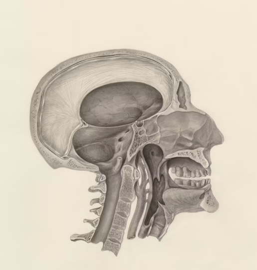 Childhood Jaw Development and Early Orthodontics in Cypress TX